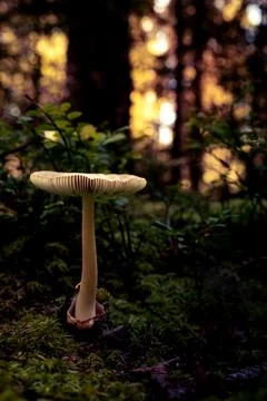 Mushroom in a Forest Setting Foto stock