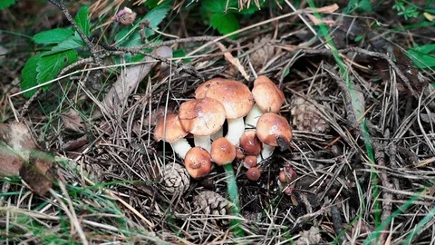 Mushroom in the forest. Suillus 스톡 동영상 93081818