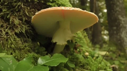 Mushroom forest tree Stock-Footage 274035139