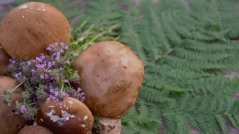 Mushroom with forest trees in the background Stock Footage 91184383
