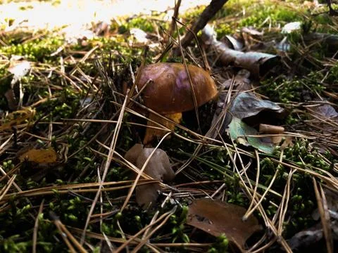 Mushroom found in the forest Foto stock