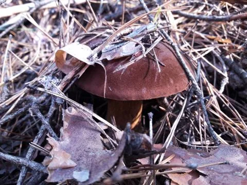 Mushroom found in the forest Stock Photos