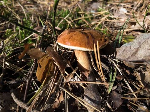 Mushroom found in the forest Stock Photos