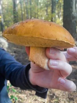 Mushroom found in the forest Stock Photos