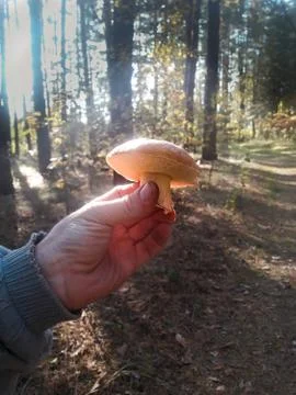 Mushroom found in the forest Stock Photos