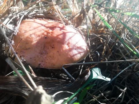 Mushroom found in the forest Stock Photos