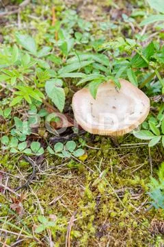Mushroom fungi growing in the forest in early autumn Stock Photos