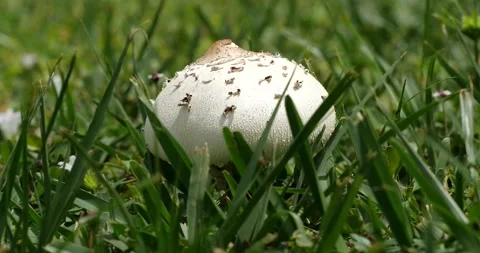 Mushroom, Fungus, Toadstool Stock Footage 135993235