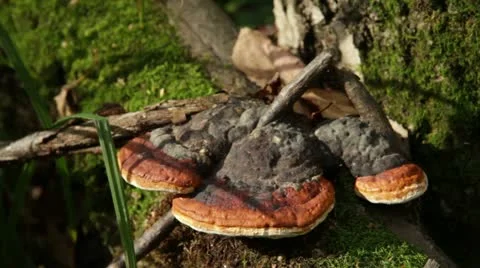 Mushroom Ganoderma lucidum 스톡 동영상 12254412