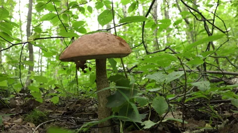 Mushroom gently cleanses Stipe from fallen leaves and cut it at the root Stock Footage 59081808