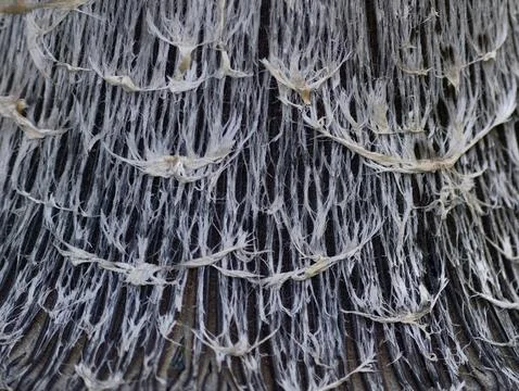 Mushroom gill pattern, repeating textured mushroom gills, cool gray tiles with 스톡 사진