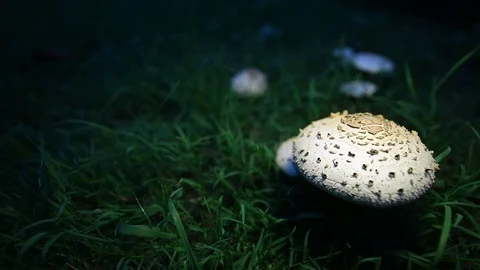 Mushroom with a grass backround Stock Footage 87102963