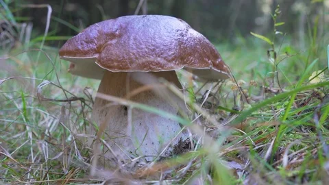 Mushroom in the grass, boletus Stock Footage 73661438