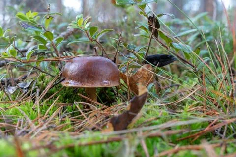 Mushroom in the grass in the deciduous forest. Forest fruits after the first  Stock Photos