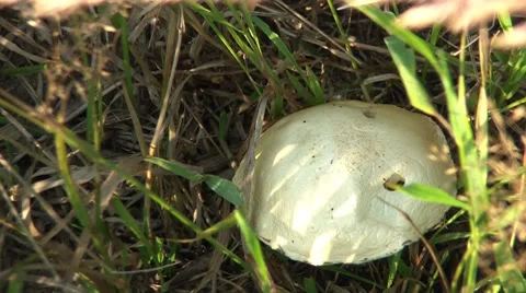 Mushroom In The Grass Stock Footage 7759898
