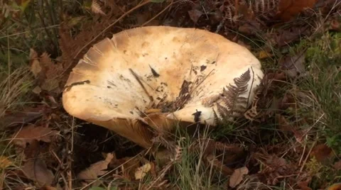 Mushroom in the grass Stock Footage 44334613