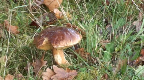Mushroom in the grass Stock Footage 44442748