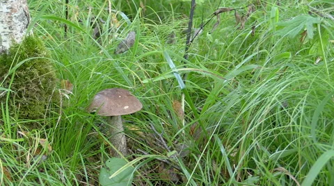 Mushroom in grass Stock Footage 67853894