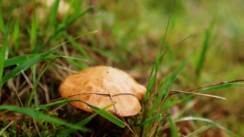 Mushroom on grass Stock Footage 80675066