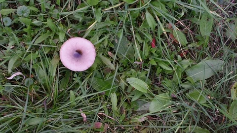Mushroom in the grass 스톡 동영상 96314923