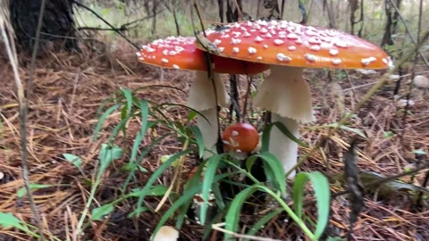 Mushroom in the grass Stock Footage 233083501