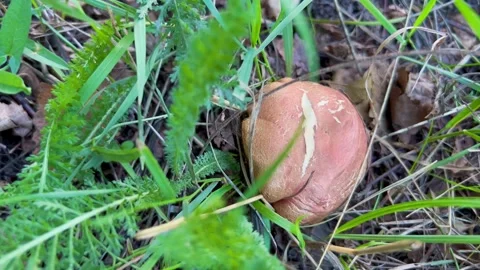 A mushroom in the grass Vidéo 282389776