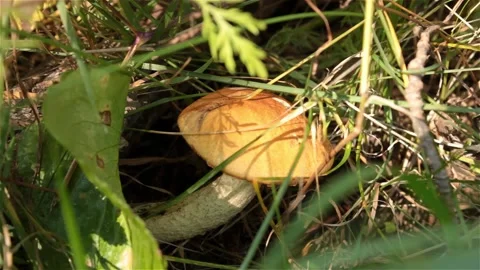 Mushroom in grass with green Stock Footage 147029602