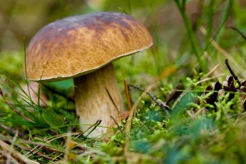 Mushroom in the grass Stock Photos