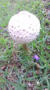 Mushroom in the Grass Stock Photos