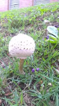 Mushroom in the Grass Stock Photos