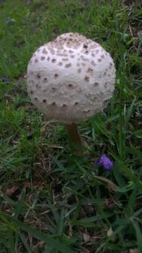 Mushroom in the Grass Stock Photos