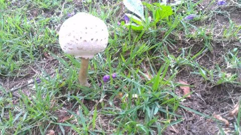 Mushroom in the Grass Stock Photos