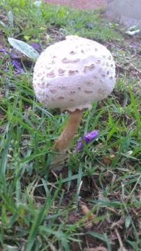 Mushroom in the Grass Stock Photos