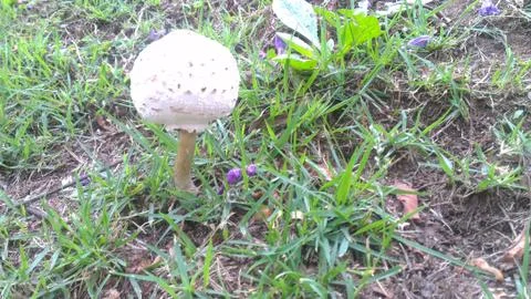 Mushroom in the Grass Stock Photos