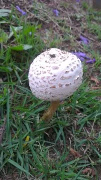 Mushroom in the Grass Stock Photos