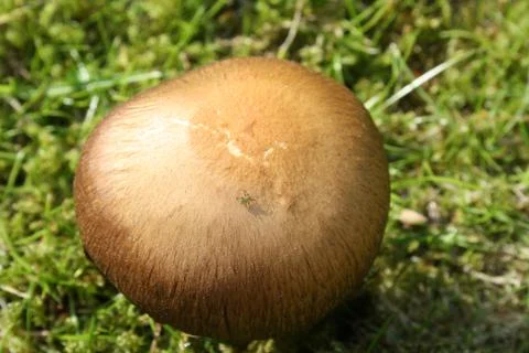 Mushroom in grass Stock Photos