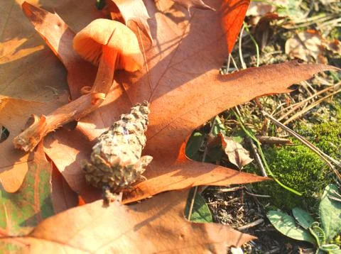 Mushroom in the grass Stock Photos