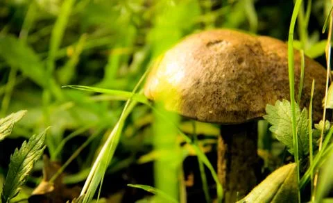 Mushroom in the grass Stock Photos