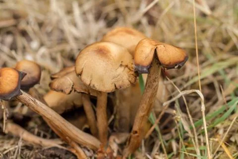 Mushroom in the grass Stock Photos