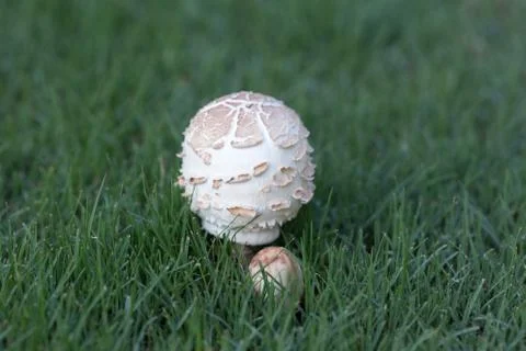 Mushroom in Grass Fotos de archivo
