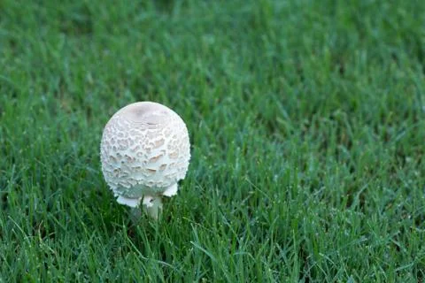 Mushroom in Grass Stock Photos