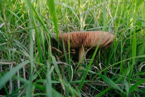 Mushroom in the grass Stockfoto's