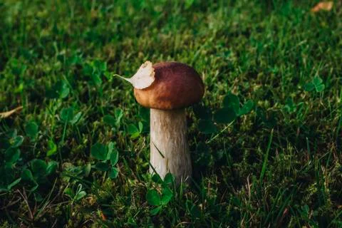 Mushroom on the grass 写真素材