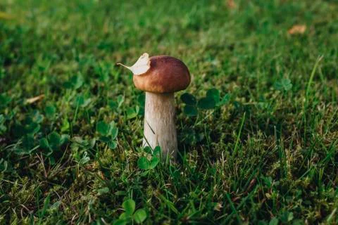 Mushroom on the grass Stock Photos