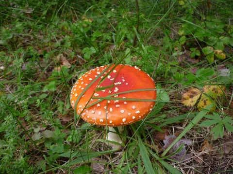 Mushroom in the grass. Stock Photos