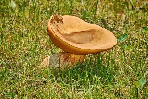 Mushroom in the Grass 写真素材