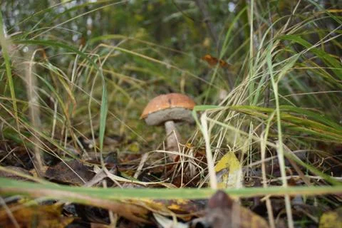 Mushroom in the grass Stock Photos