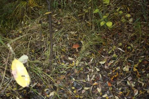 Mushroom in the grass Stock Photos