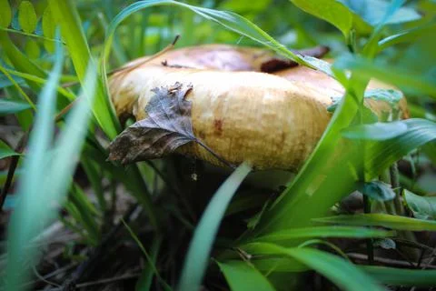 Mushroom in the grass Stock Photos