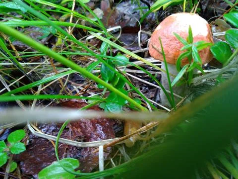 Mushroom in the grass Stock Photos